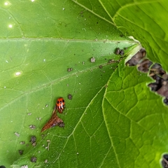 Paridea octomaculata