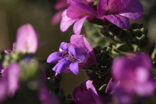 Image of Eremophila cuneifolia by (c) Hugo Innes, some rights reserved (CC BY)
