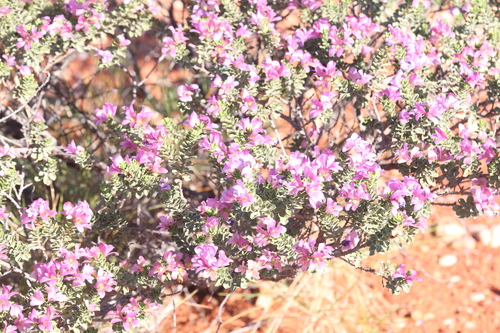 Image of Eremophila cuneifolia by (c) Hugo Innes, some rights reserved (CC BY)