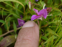 Indigofera dalzellii