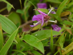 Indigofera dalzellii