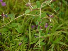 Indigofera dalzellii