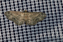 Eupithecia inturbata