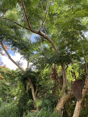 Albizia procera