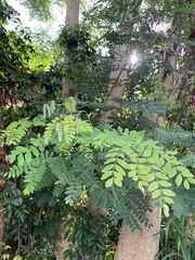 Albizia procera