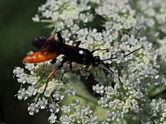 Amblyjoppa fuscipennis