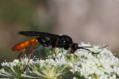 Amblyjoppa fuscipennis