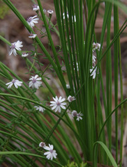 Olearia paucidentata