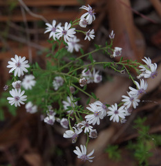 Olearia paucidentata