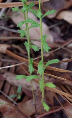 Olearia paucidentata