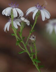 Olearia paucidentata