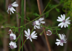 Olearia paucidentata