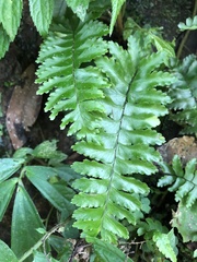 Hymenasplenium apogamum