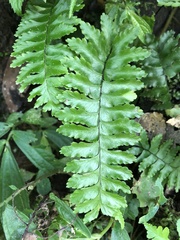 Hymenasplenium apogamum