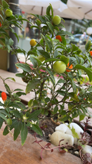 Solanum pseudocapsicum