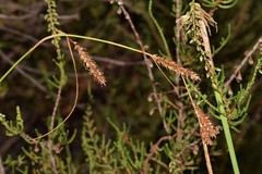 Carex helodes