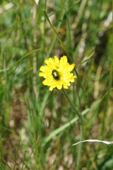 Cryptocephalus hypochaeridis