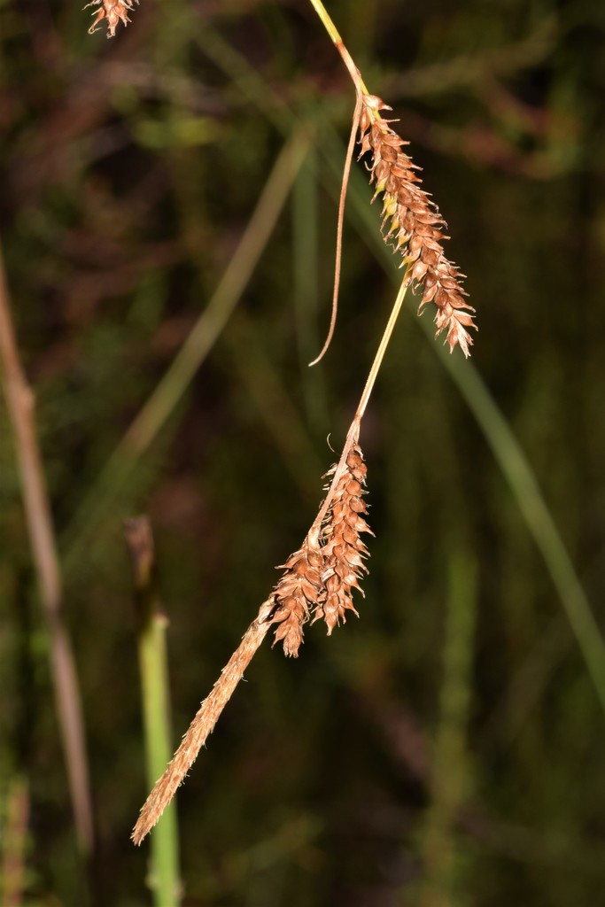 Carex helodes