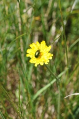 Cryptocephalus hypochaeridis