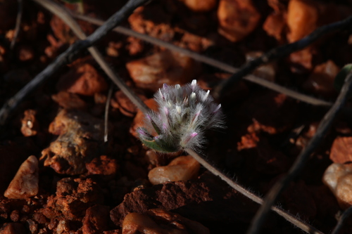 Image of Ptilotus axillaris by (c) Hugo Innes, some rights reserved (CC BY)