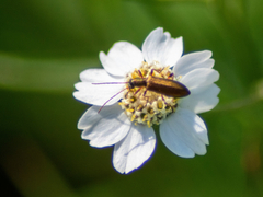 Chrysanthia geniculata