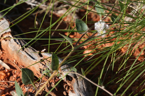 Image of Ptilotus axillaris by (c) Hugo Innes, some rights reserved (CC BY)