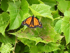 Danaus plexippus
