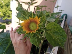 Helianthus annuus