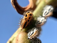 Membracis foliatafasciata