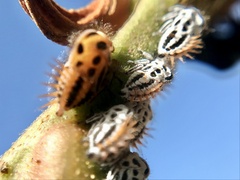 Membracis foliatafasciata