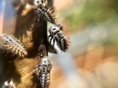 Membracis foliatafasciata