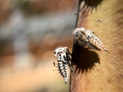 Membracis foliatafasciata