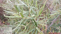 Grazielia serrata