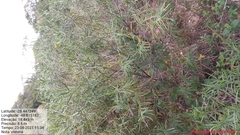 Grazielia serrata