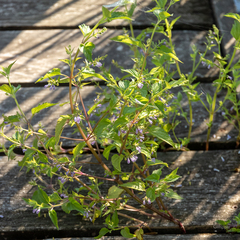 Scutellaria lateriflora grohii