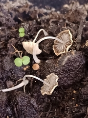 Agaricales