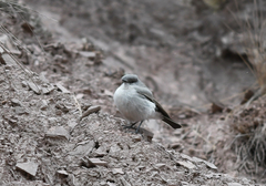 Muscisaxicola cinereus