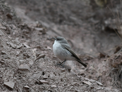 Muscisaxicola cinereus