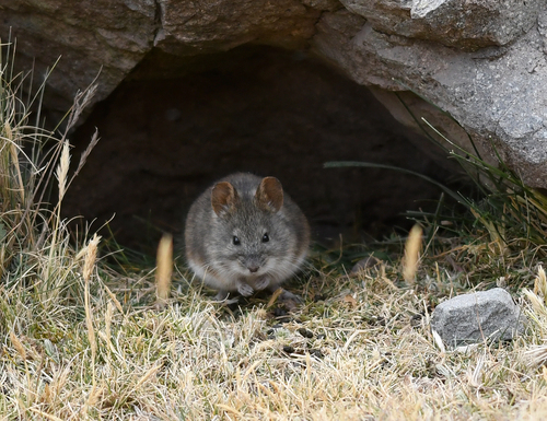 Painted Big-eared Mouse (Auliscomys pictus) — Least Concern Mammalia