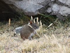 Auliscomys pictus