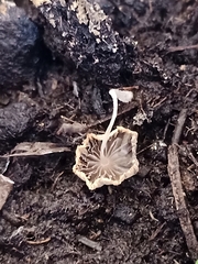 Agaricales