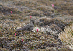 Chalcostigma olivaceum