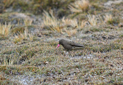 Chalcostigma olivaceum