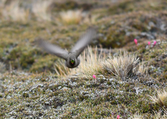 Chalcostigma olivaceum