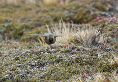 Chalcostigma olivaceum