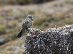 Chalcostigma olivaceum