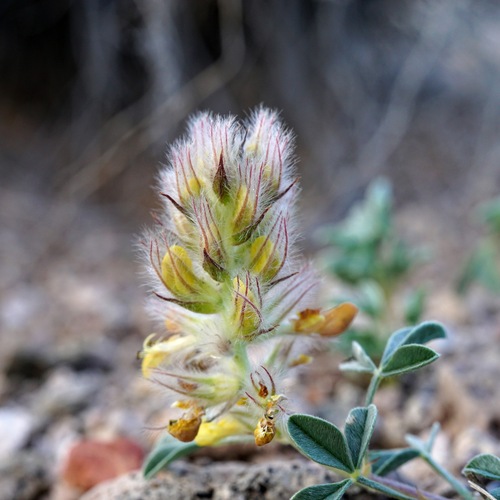 Image of Dalea jamesii by (c) Andrew Tree, some rights reserved (CC BY)