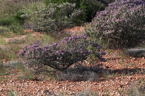 Image of Eremophila cuneifolia by (c) Hugo Innes, some rights reserved (CC BY)