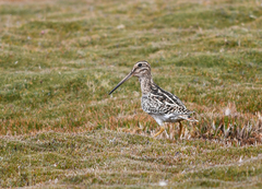 Gallinago andina