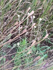 Papaver